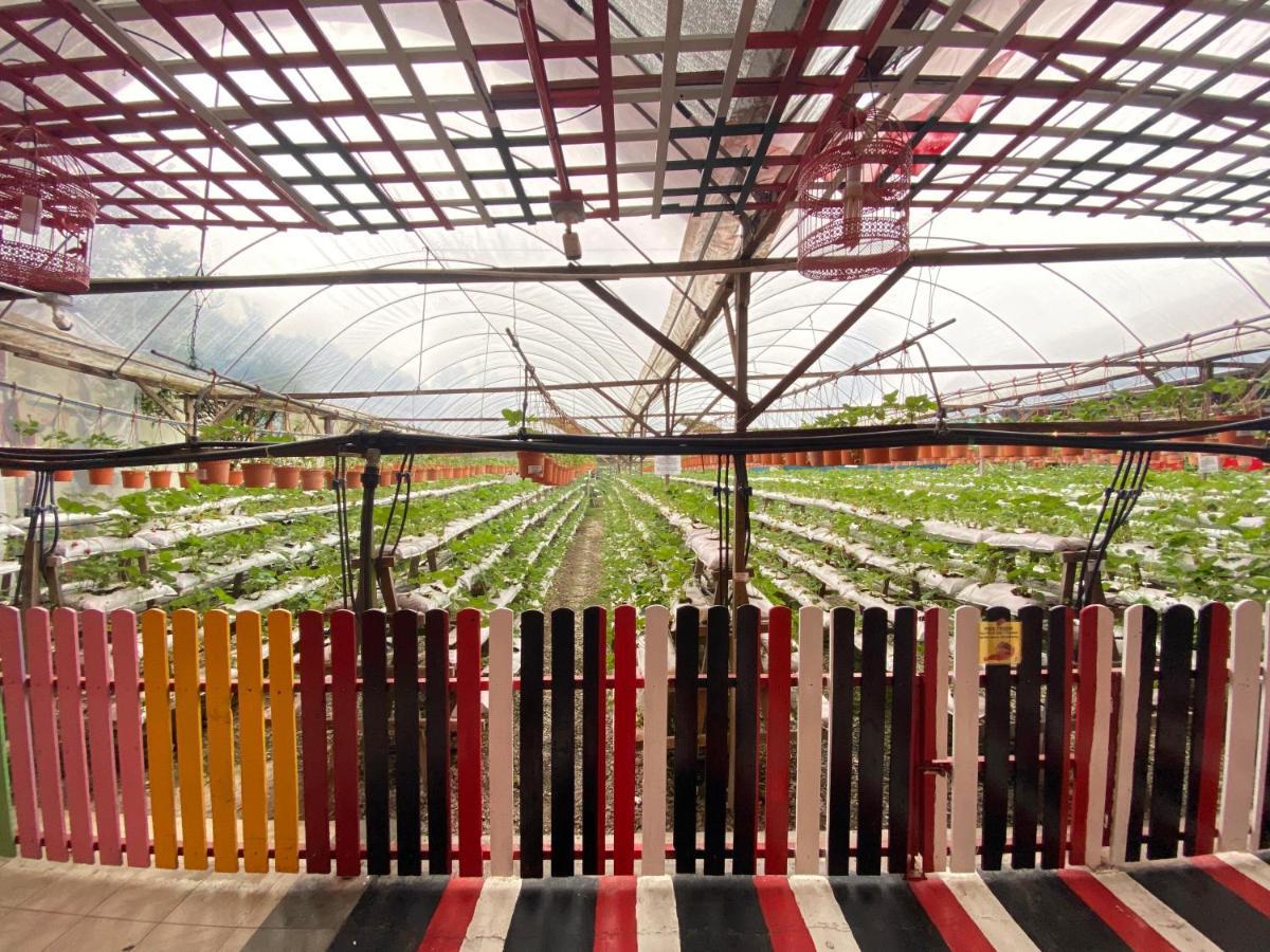 Aiza Homestay Opposite Abang Strawberry Taman Sedia Tanah Rata Eksteriør bilde